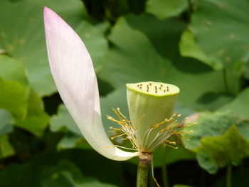 Close-up of lotus on plant