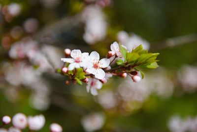 Close-up of white flowers