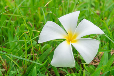 Close-up of white flowers blooming in field