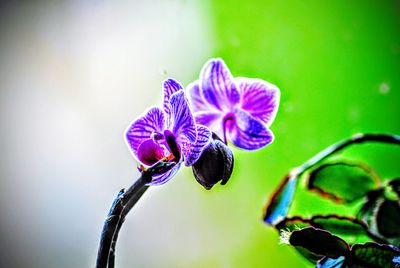 Close-up of flower against blurred background