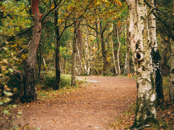 Road amidst trees in forest during autumn