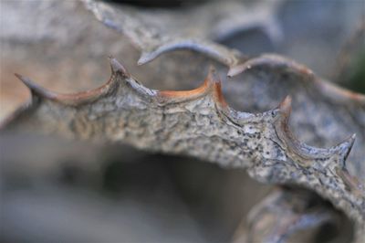 Close-up of animal skull