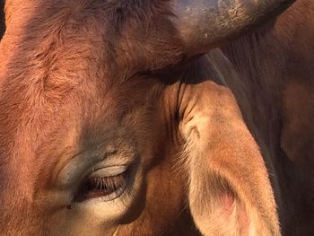 Close-up of horse