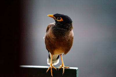 Close-up of bird