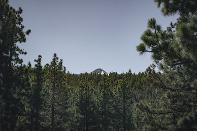 Low angle view of pine trees against sky