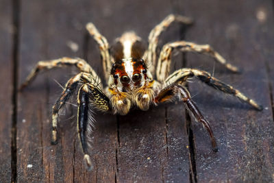 Close-up of spider on wood