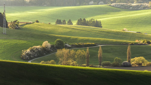 Scenic view of agricultural field