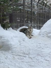 View of a horse in snow