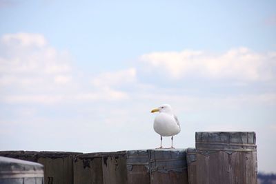 Low angle view of seagulls perching on wall