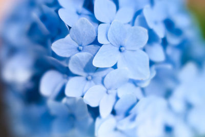 Close-up of white hydrangea flowers