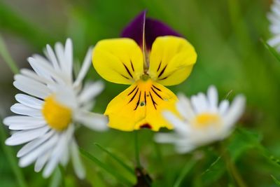 Close-up of yellow flowers blooming outdoors