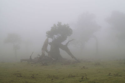 Damaged tree on field during foggy weather