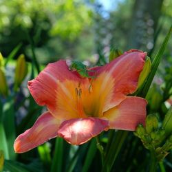 Close-up of red lily blooming outdoors