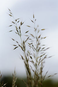 Close-up of grass against sky