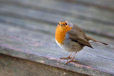 Close-up of bird perching outdoors