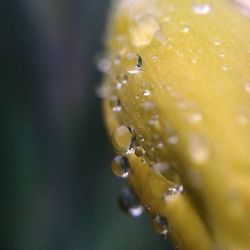 Close up of water drops on leaf