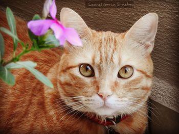 Portrait of cat by pink periwinkle flower