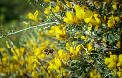 Close-up of bee pollinating flower