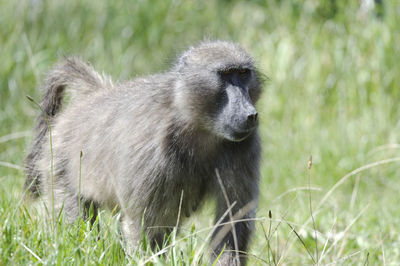 Close-up of monkey sitting on grassy field
