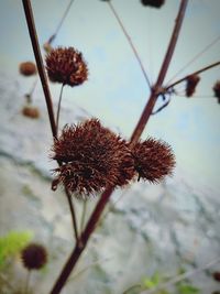 Close-up of wilted plant against sky