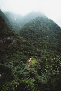View of a tree on mountain landscape