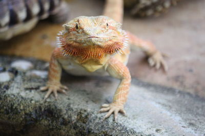 Close-up of a lizard on rock