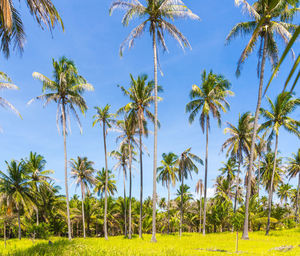 Palm trees on field against sky