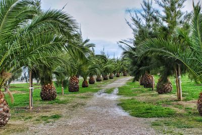 Palm trees against sky