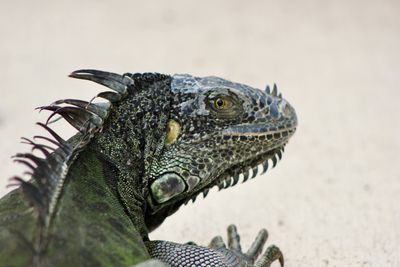 Close-up of a turtle