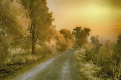 Road amidst trees against sky