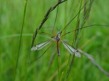 Close-up of dragonfly on grass