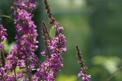 Close-up of purple flowering plants