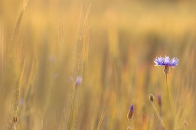 Close-up of purple flowering plants on field