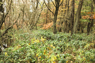 Trees in forest