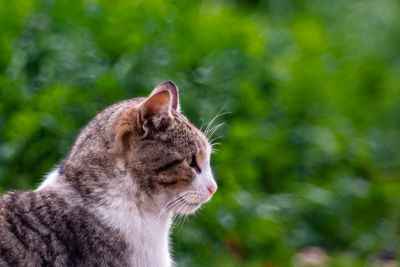 Close-up of a cat looking away