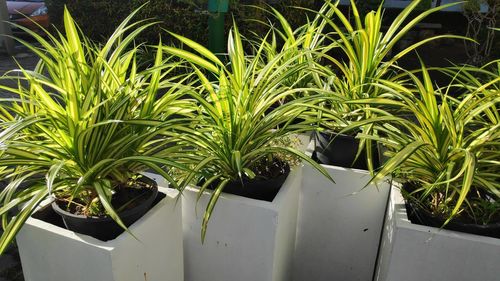 High angle view of potted plants in greenhouse