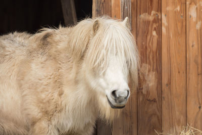 Close-up of a white horse