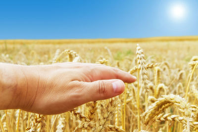 Close-up of hand touching wheat field against clear sky