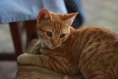 Portrait of cat on kitten