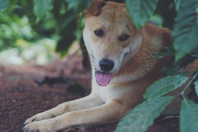 Close-up portrait of a dog