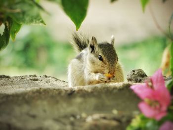 Close-up of squirrel eating outdoors