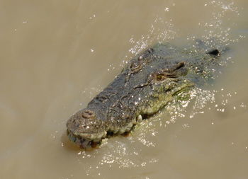 Close-up of turtle swimming in sea