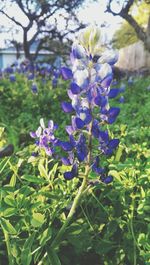 Close-up of purple flowers blooming