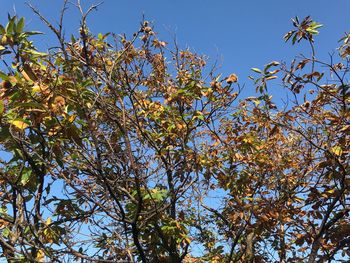 Low angle view of tree against blue sky