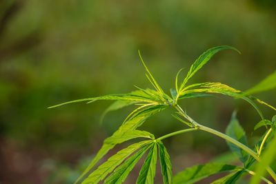 Close-up of fresh green plant