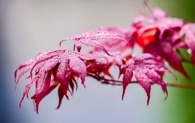 Close-up of fresh pink flowers with water drops