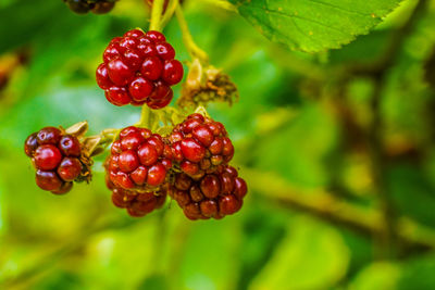 Close-up of raspberries on tree