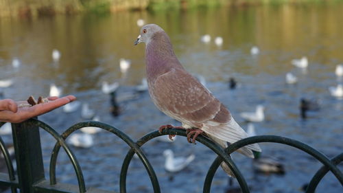 Close-up of hand feeding seagulls