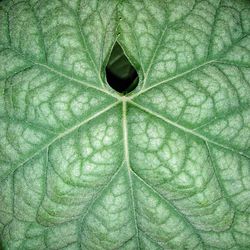 Full frame shot of hole in leaf