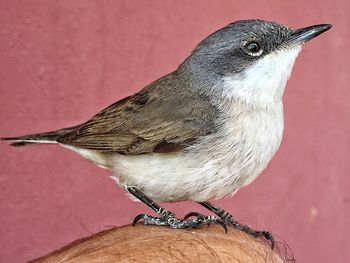 Close-up of birds